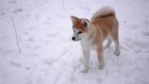 Leuke Harige Akita Rondkijkend Slow Motion Staand Witte Sneeuw Buiten — Stockvideo