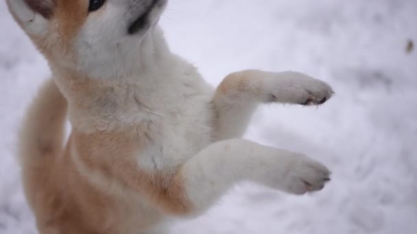 ハイアングルビュー秋田は ライブカメラが犬を追うように 白人女性の手から食べ物をジャンプするトリートメントを求める 屋外の若い女性と冬の朝を楽しんでいるかわいいピューレッド毛皮の子犬 — ストック動画