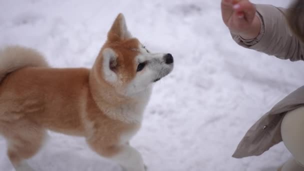 Wysoki Kąt Widzenia Uroczy Posłuszny Pies Patrząc Żeńskiej Dłoni Leczenia — Wideo stockowe