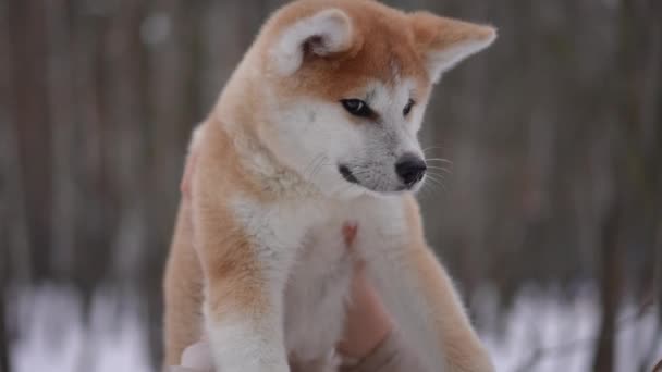 Puszysty Pies Kobiecych Rękach Patrząc Kamerę Odwracając Się Zwolnionym Tempie — Wideo stockowe