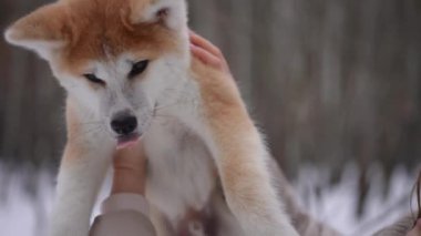 Kürklü Akita, açık havada köpeğe hayranlık duyan genç, gülümseyen beyaz bir kadının ellerinde. Mutlu bayan sahip ve köpek yavrusu sabah parkta