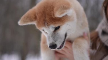 Yavaş çekimde çiğneyen kırmızı ve beyaz tüylü köpeğin yakın plan portresi. Yakından bakınca sevimli tüylü hayvan beyaz bir kadının elinde. Açık havada hayvanlarla kış tatilinin tadını çıkarıyor.