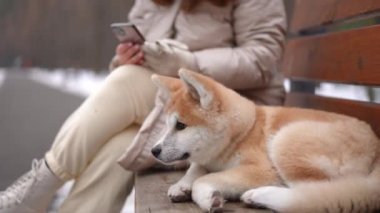 Kenar manzaralı rahat köpek bankta uzanmış, arka planda oturan akıllı telefon uygulamasında mesajlaşan tanınmayan bir kadın olarak. Soğuk kış gününde parkta kadın sahibi olan tüylü hayvan.