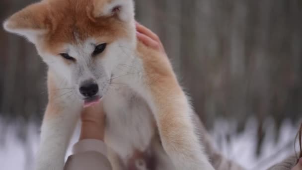 毛茸茸的秋田手牵着年轻的笑脸白种人女子 慢吞吞地欣赏着外面的狗 快乐的女主人带着小狗在冬天的公园里 — 图库视频影像