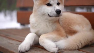 Kış parkında bankta uzanmış etrafa bakan pofuduk sevimli köpeğin portresi. Tüylü Akita dışarıda soğuk bir günün tadını çıkarıyor.