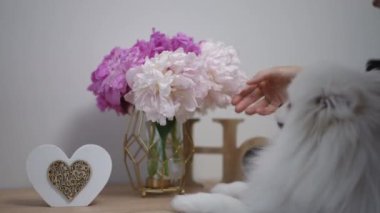 Uzun siyah saçlı ve kollarında Spitz köpeği olan bir kız eğilir ve çiçekleri koklar. Modern bir oturma odasındaki ahşap bir komodinin üzerindeki cam vazoda pembe ve beyaz şakayıklar. Yakın plan..