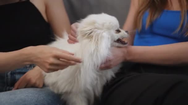 Unrecognizable Girls Sit Sofa Play White Spitz Which Lies Laps — Stock Video