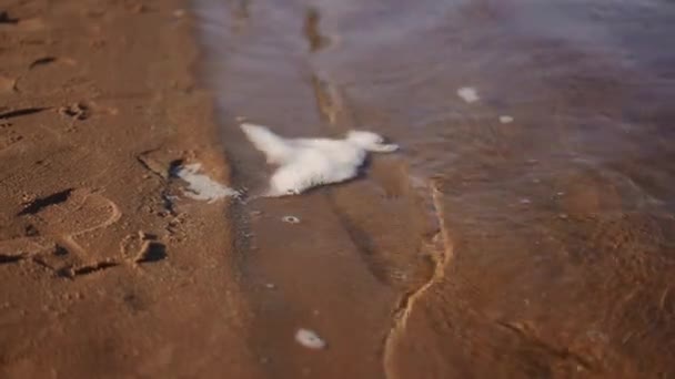 Close Busa Putih Pada Permukaan Air Sungai Dekat Pantai Berpasir — Stok Video
