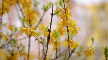 Ağır çekim. Yakın plan. Sarı çiçekler ve küçük yeşil yapraklar güneşli bir bahar gününde rüzgarda savruluyor..