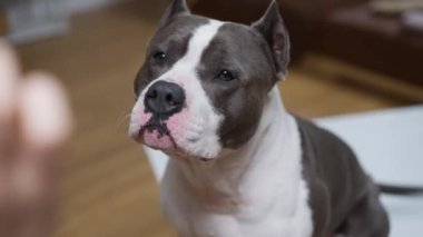 Bu ilgi çekici video bir kişi ve büyüleyici siyah beyaz bir köpek arasında neşeli bir etkileşim içerir, onların keyifli bağ vurgulanır