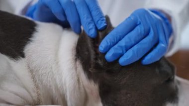 Bu iç açıcı videoda, siyah beyaz bir köpek rahat bir yatakta dinlenirken mavi eldivenli şefkatli bir birey kulağını inceliyor.