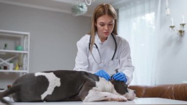 Yetenekli bir bayan veteriner şu anda muayene masasında rahat bir şekilde yatan bir köpeği muayene ediyor.