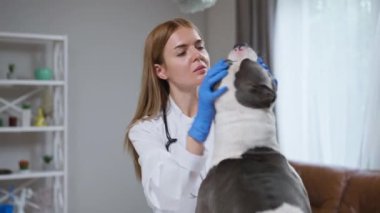Şefkatli bir kadın veteriner, sıcak bir oturma odasında bir köpeği muayene eder, dişlerini inceler ve onu tutarken uzmanlık ve şefkat gösterir.
