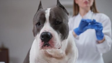 Yürek ısıtan bir video, kendini adamış bir veterinerin siyah ve beyaz bir köpeği muayene edişini gösteriyor. Hayvan sağlığındaki bağları ve şefkatli bakımı vurguluyor.