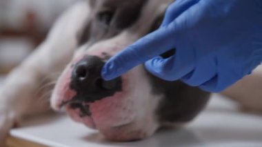 Bu video köpeğin muayene edildiği nazik bir veteriner ziyaretini gösteriyor. Bakıcı ve evcil hayvan arasındaki bağın altını çizer.