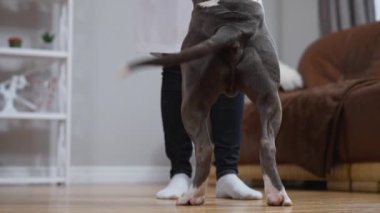 Bu iç açıcı video, bir insanla köpeği arasında samimi bir oturma odasında neşe ve şefkat dolu bir bağ olduğunu gösteriyor.