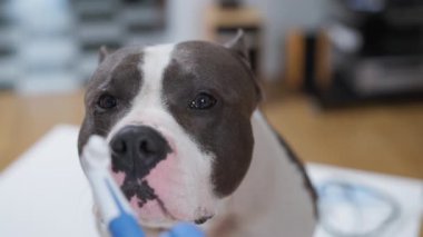 Bu iç açıcı videoda, oyuncu bir köpek dişlerini ve burnunu fırçalarken özel bağlarını ve eğlenceli hayvan bakımlarını gösteriyor.