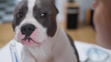 Bu iç açıcı video, bir evcil hayvan ve sahibi arasındaki bağı gösteriyor, oyuncu bir köpek ve evcil hayvan hijyenini ön plana çıkarıyor.