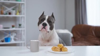 Bir köpek yemek ve bir fincan kahveyle bir masada oturur.