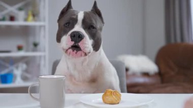Bir köpek bir tabak dolusu lezzetli yemek ve yanında bir fincan dumanı tüten kahve olan bir masada rahatça oturuyor.