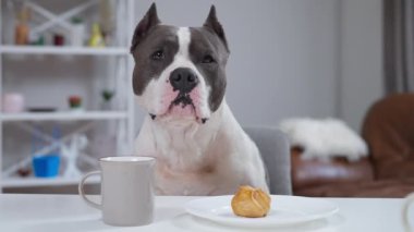 Bir köpeğin bir tabak yemek ve dumanı tüten bir fincan kahveyle eğlendiği büyüleyici bir sahne gözler önüne seriliyor, neşe saçıyor.