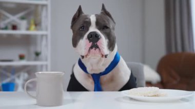 Bir köpek masada oturur, büyüleyici bir kravat takmış, yemeğin ve kahvenin tadını çıkarır. Bu kaprisli sahne hoş kişiliğini sergiliyor.