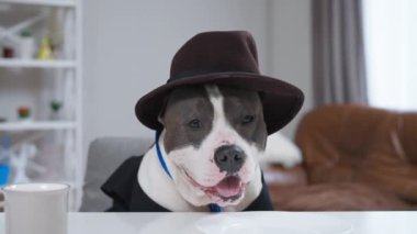 Bu tuhaf videoda, şapka ve kravat takmış şık bir köpek sofrada oturuyor, sofistike ve oyuncu, eğlence ve evcil hayvan temaları için mükemmel.