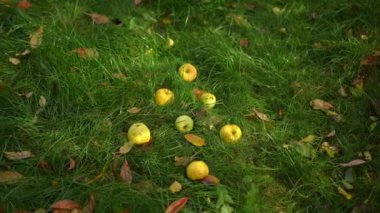 Güzel bir elma kümesi, canlı yeşil çimenlerin ve sonbaharın renkli yapraklarının arasına dağılmış.