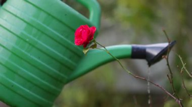 Yeşil bir sulama tenekesine yerleştirilmiş güzel canlı kırmızı bir gül, büyümeyi, bakımı ve bakımı temsil ediyor.