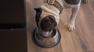 Küçük, tapılası bir köpek güzel tasarlanmış ve şık bir mutfak ortamında kasesinden neşeyle yemek yiyor.