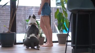 Huzurlu ve huzurlu bir an. Kapalı alanda bir köpekle birlikte, her ikisi de güzel yeşil bitkilerle çevrili.