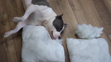 Neşeli bir köpek enerjik bir şekilde yastıkları ve yastıkları çözer, neşeyle tüm zemini yumuşatır.