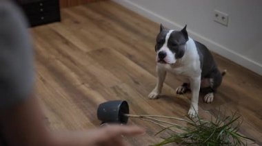 Bir Amerikan Pitbull Terrier 'i başı eğik durur, suçlu görünürken sahibi kınama için parmağını gösterir. Kırık saksılar ve dökülen toprak ahşap zeminde, köpeğin kanıtı.