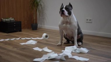 Neşeli bir köpek keyifle tuvalet kağıdıyla enfes bir karmaşa yaratıyor. Yaramaz ve eğlenceli doğasını gösteriyor.