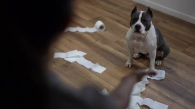 Bir Amerikan pitbull teriyeri, etrafı yırtık tuvalet kağıtlarıyla çevrili ahşap bir zeminde oturur. Sahibi kınama için parmağını gösterirken köpek suçlu görünür. Sahne evcil hayvanın klasik bir anını yakalar.