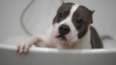 Şirin küçük bir köpek, rahatça bir küvette uzanıyor. Hem neşeli hem de çevresini merak ediyor.
