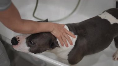 Zevkli bir köpek yavrusu rahatlatıcı banyosunun keyfini çıkarıyor. Bu da evcil hayvan bakımı ve temizliğinin önemini vurguluyor.