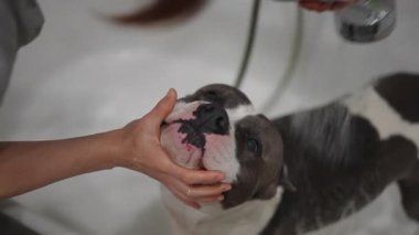 Bir köpeği yıkarken, sevgi dolu ve şefkatli bir evcil hayvan bakım rutini sergilerken paylaşılan keyifli ve eğlenceli bir an.