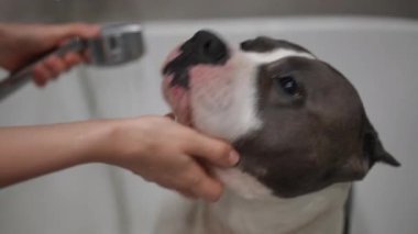 Çok neşeli bir köpek banyo küvetinde yıkanırken, evcil hayvan bakımının ve bakımın önemini gösteriyor.
