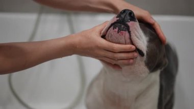 Neşeli bir köpek banyodan zevk alıyor, evcil hayvan bakımı ve bakım rutinlerinin keyifli anlarını sergiliyor.