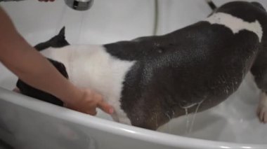 Neşeli ve neşeli bir köpek sevgiyle yıkanır, evcil hayvan bakımı ve hijyen uygulamalarının önemini gösterir.