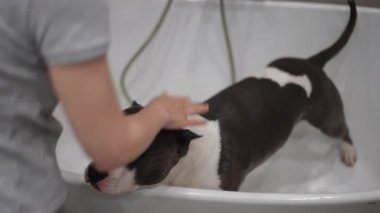 Enerjik bir köpek banyo yapmaya bayılır. Evcil hayvanlarla sadık sahipleri arasındaki güçlü bağı neşeyle gösterir.