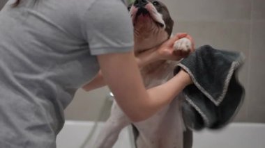 Oyuncak bir köpeği yıkayan bir insan, evcil hayvan bakımının zevklerini sergiliyor. Hayvan severler ve bakım hizmetleri için mükemmel..