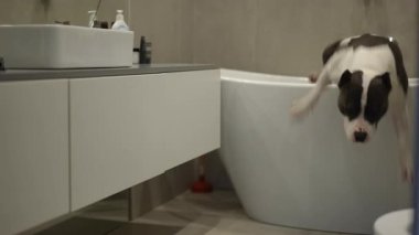 Neşeli bir köpek ilginç bir şekilde modern dekorasyon ve konforla modern bir banyo ortamını keşfeder.