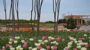 Canlı bir bahar bahçesi, renkli laleler ve açık mavi gökyüzünün altında serpilmiş sayısız çiçek.