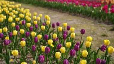 Nefis bir bahar döneminde, açık sarı ve koyu mor lalelerin nefes kesici bir şekilde sergilenmesi.