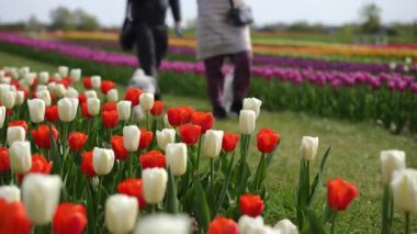 İnsanların ve köpeklerinin keyifli bir bahar gününün tadını çıkardıkları canlı lalelerin güzel bir sahnesi.
