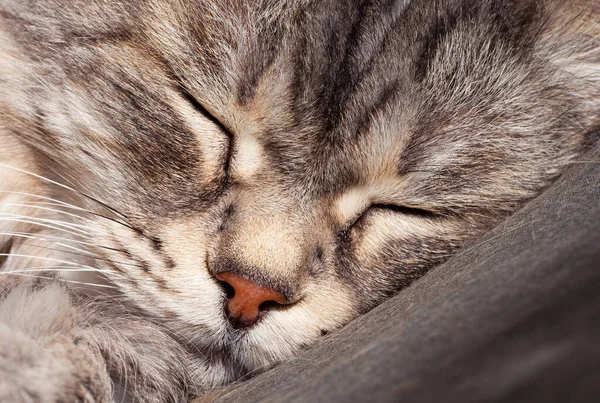 Silver Cat Siberian Breed Sleeps Indoor Hypoallergenic Pet Imagens Royalty-Free