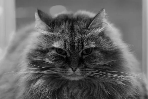 Entzückende Langhaarige Katze Sibirischer Rasse Entspannung Weibliches Geschlecht Hypoallergenes Haustier Stockbild