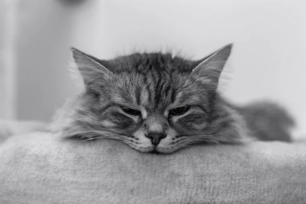 Stříbrná Kočka Sibiřského Plemene Klidu Interiéru Hypoalergenní Mazlíček Stock Snímky